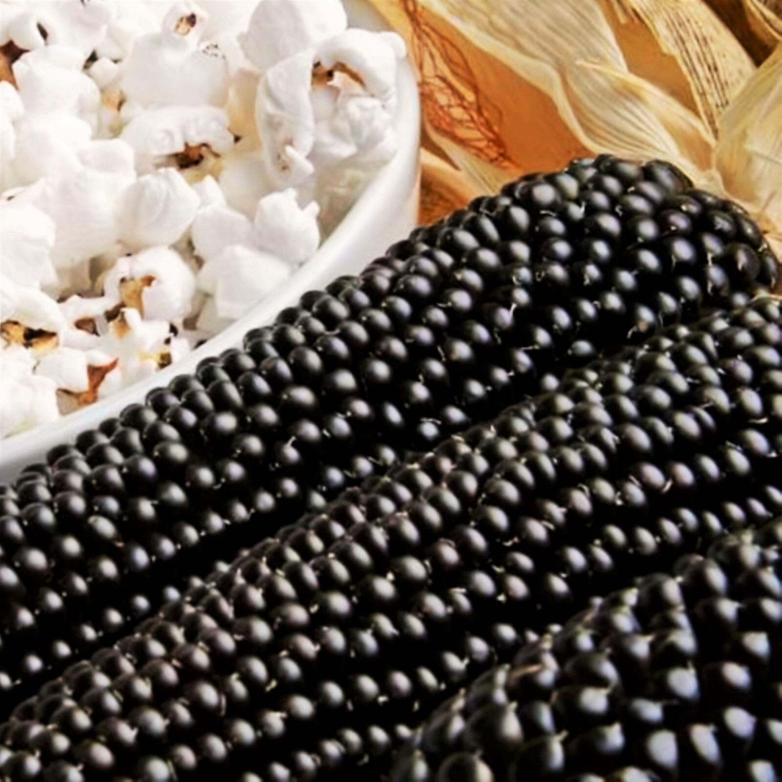 Dakota Black Popcorn Seeds | Popping Purple Blue Ornamental Pop Corn Seeds 2023