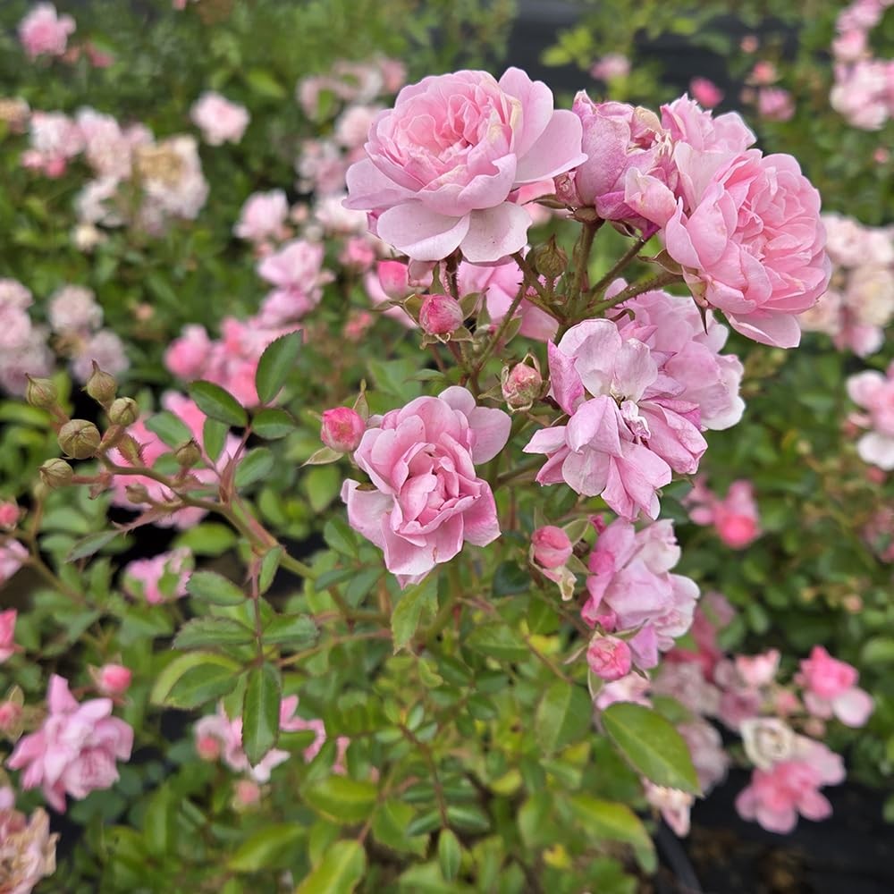 Fairy Rose Plant – Pink Blooms in 3 Gallon Container – Not Available in Certain