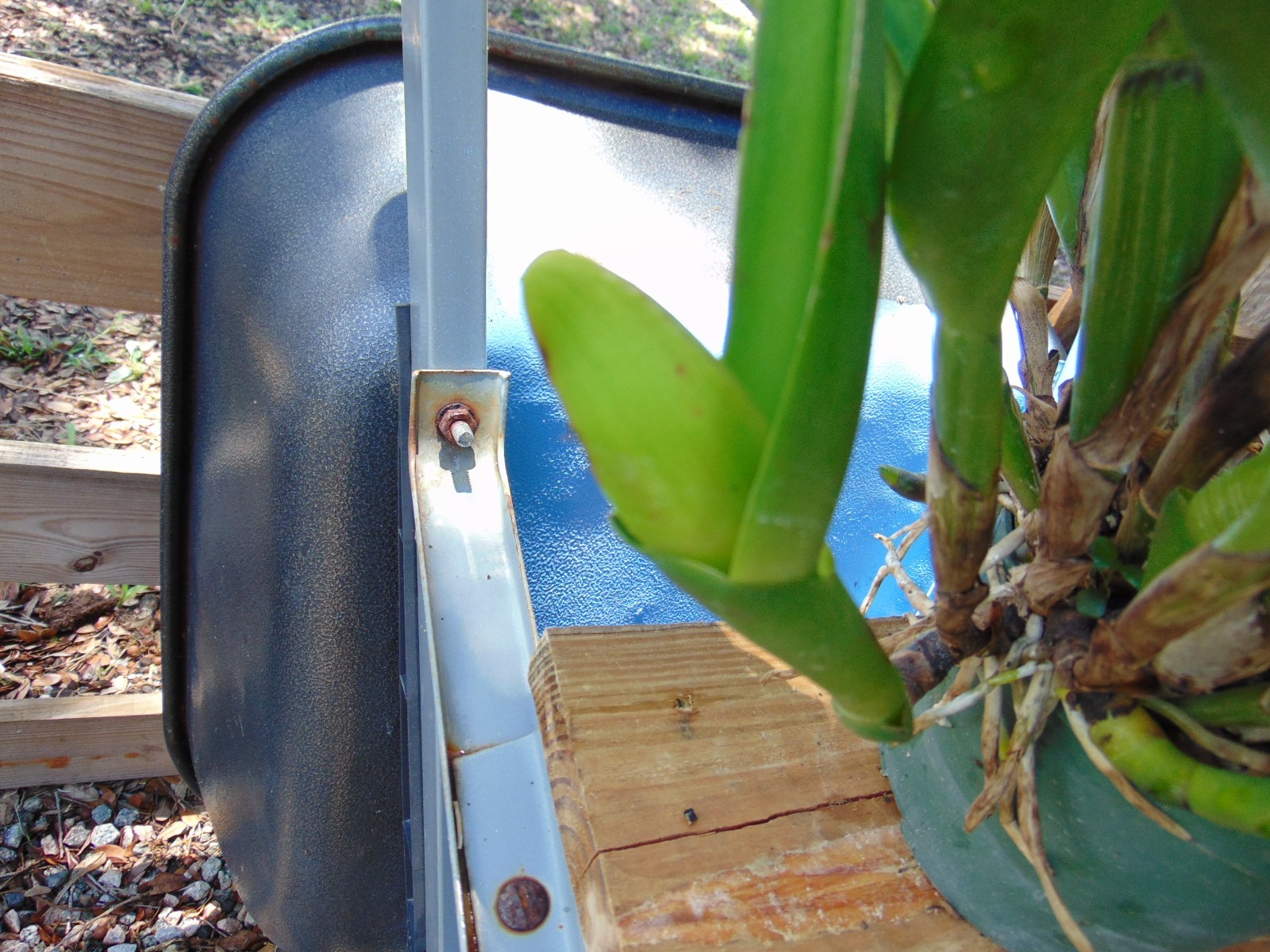 Pot. Jessie Lee ‘Hawaii’ 6 SHEATHS 6″ pot HUGE PLANT