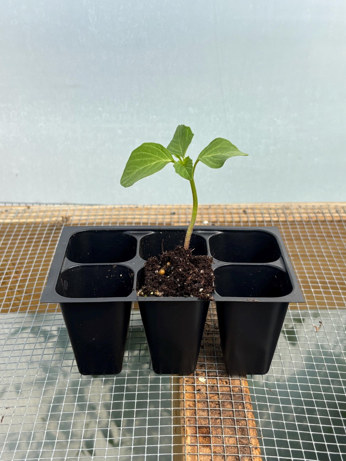 Tomatillo Live Plant – Seedlings/Plugs and Plants- 3″- 12″ tall- 30-60+ days old