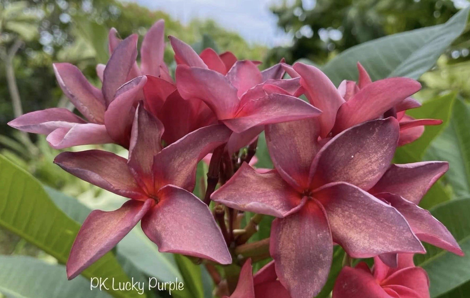 Plumeria (Frangipani) ‘PK Lucky Purple’ Grafted w/roots