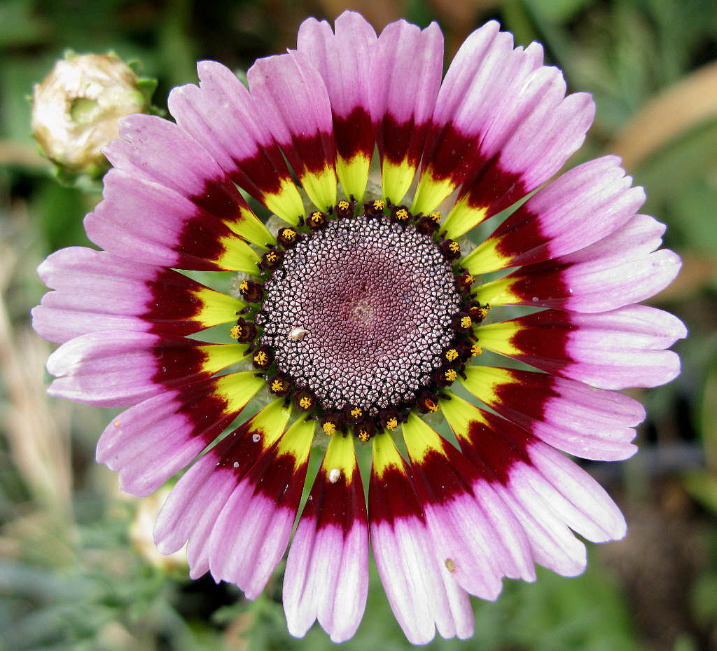 daisy, PAINTED TRICOLOR tri color 240 seeds GroCo* (BUY ANY 10 ITEMS-SHIPS FREE)