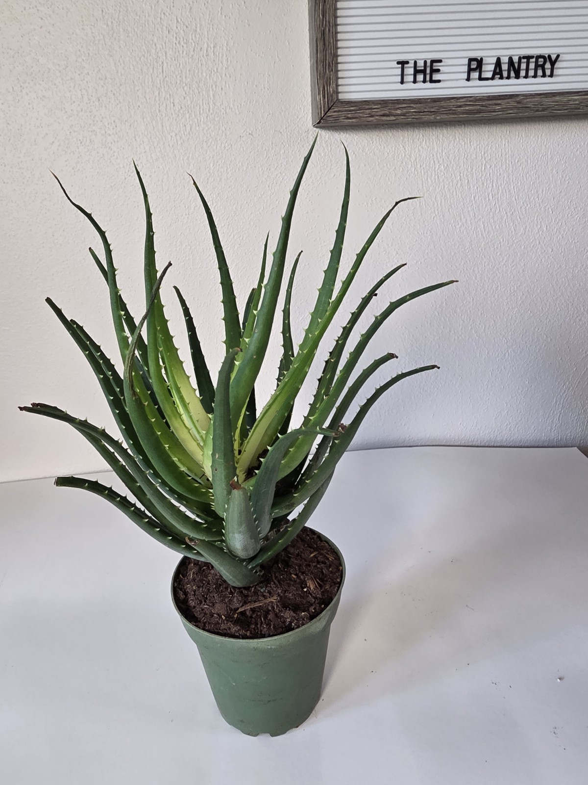 4 In. Aloe Solar Flare Plant in nursery pot unique and beautiful