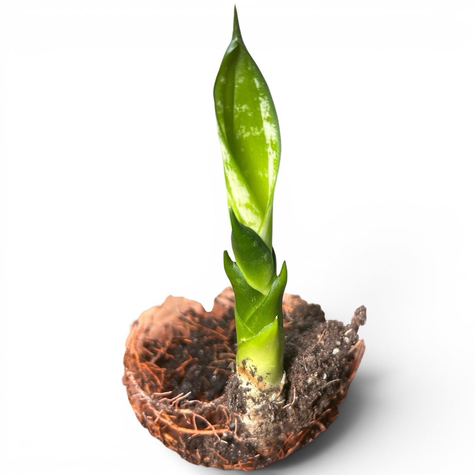 EXACT Sansevieria ‘Whitney’ Rhizome 6” healthy live snake plant