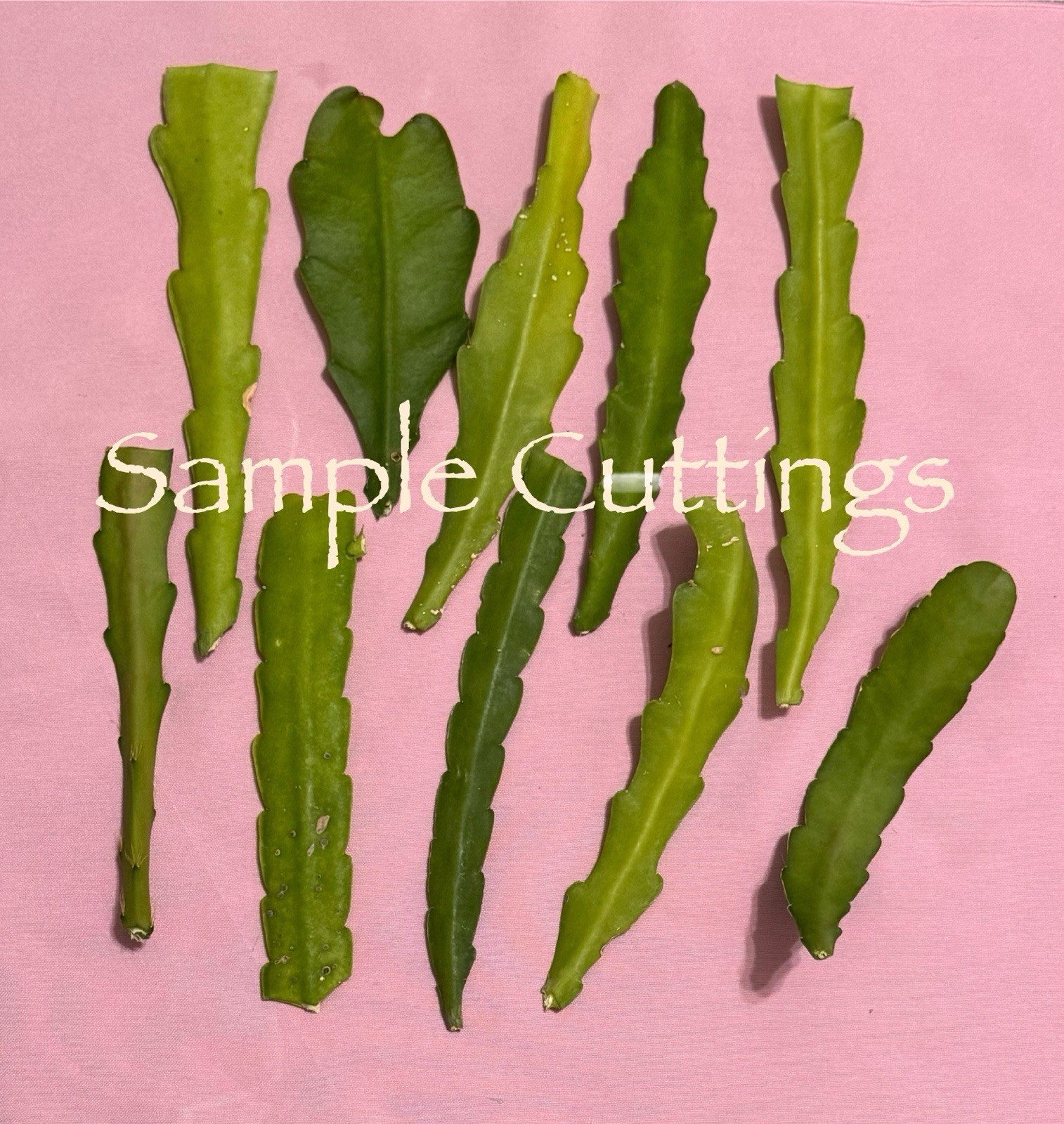 20 Assorted Mystery Unknown Colors Epiphyllum Cuttings Orchid Cactus Succulents