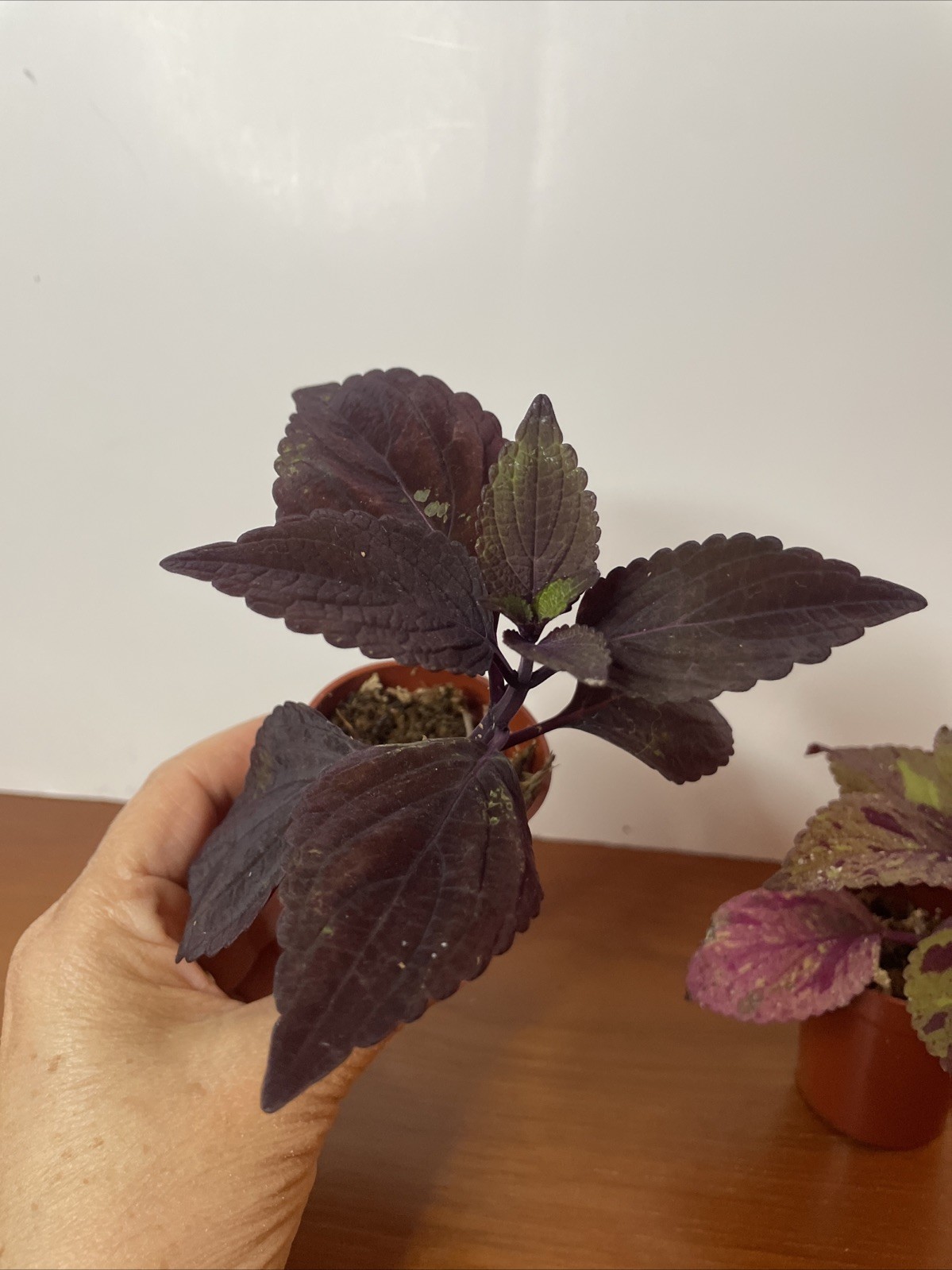 Coleus 2 Live Plants Marble Mania, Chocolate Green Red Dark Purple