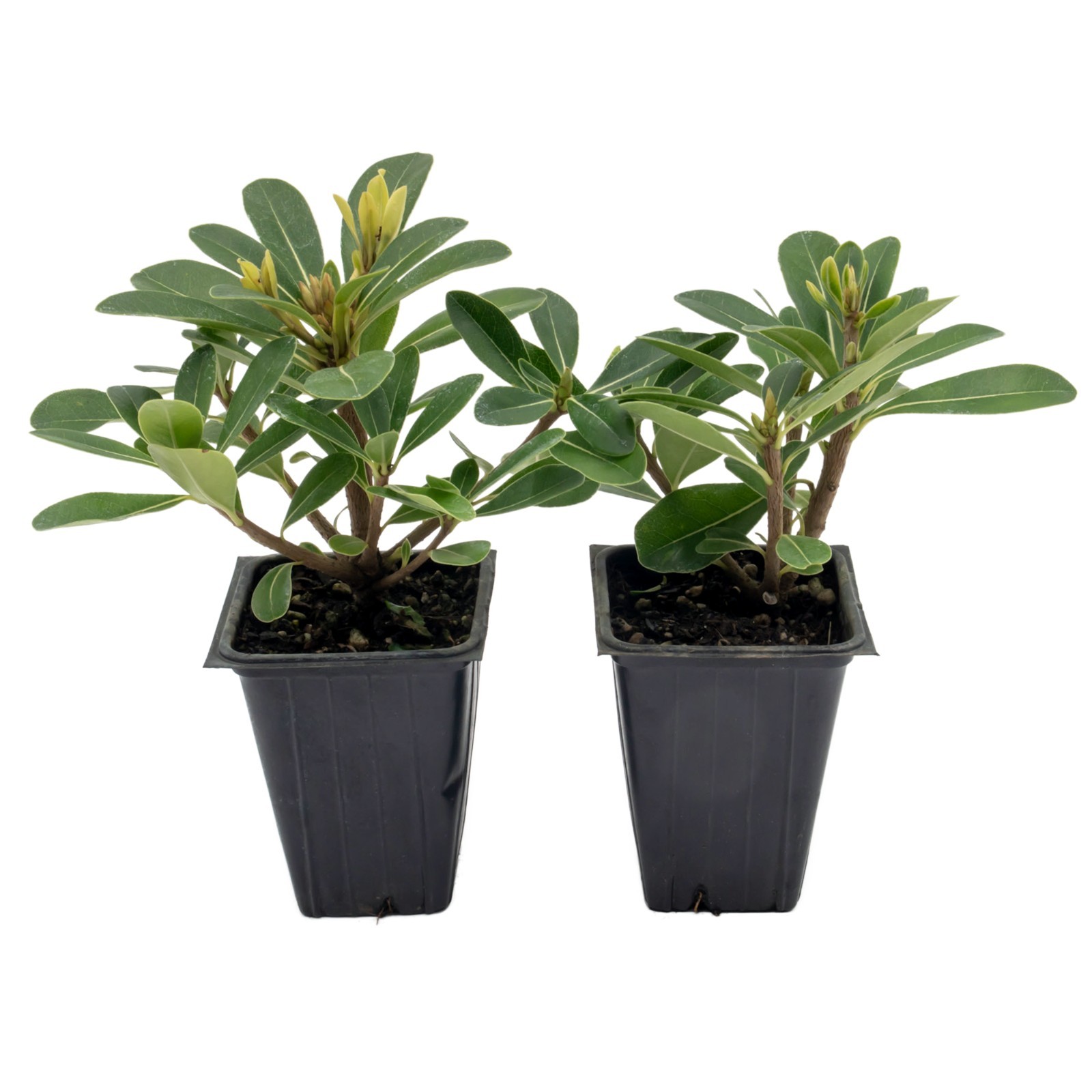 Wheeler’s Dwarf Shrubs | Live Plants in 2.5″ Nursery Cubes | Pittosporum Tobira