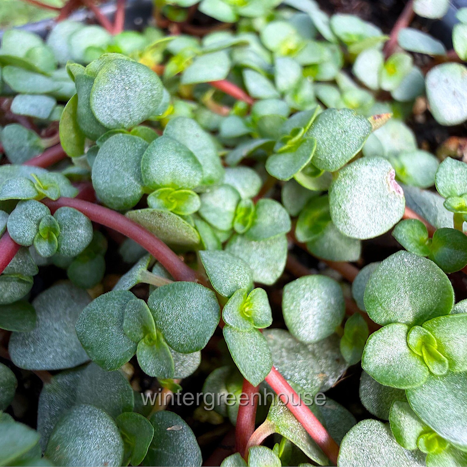 Pilea glauca, Red Stem Pilea, Silver Sprinkles, Container Size: 3″ (2.6×3.5″)