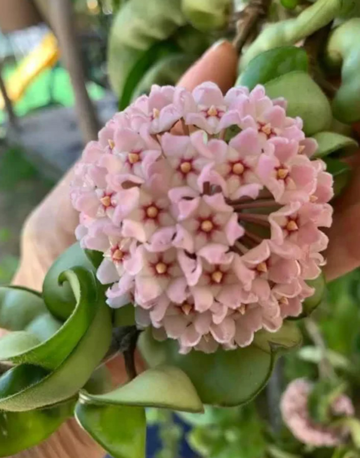 Live Hoya carnosa Compacta Green Plant – 4” Pot – Hindu Rope Plant