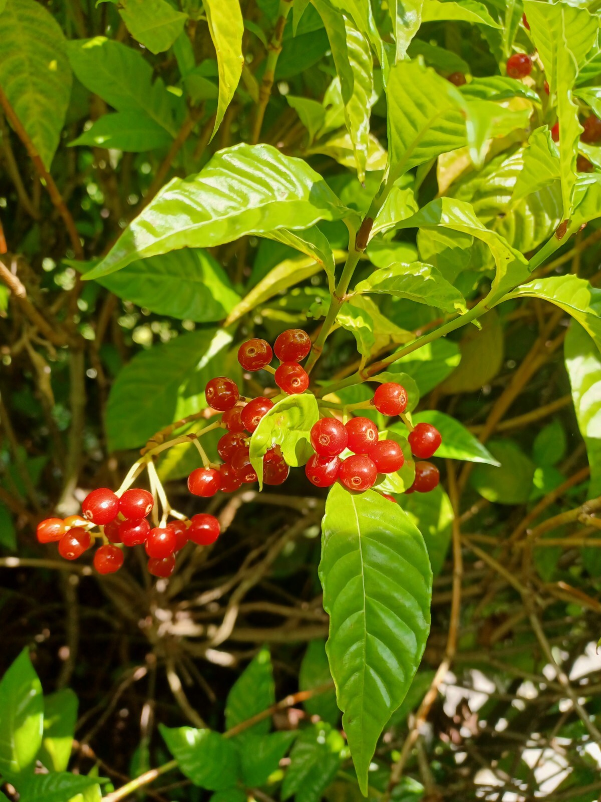 25 Wild Coffee Seeds, Psychotria nerv0sa (Gathered 2024)