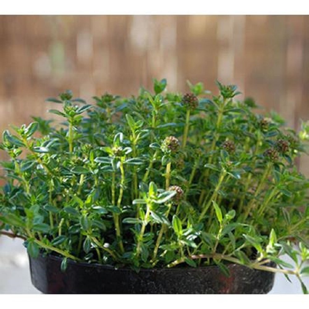 Savory Summer Herb Seeds – 1 Gram Non-GMO – Annual 60 Days – Germination 10-15
