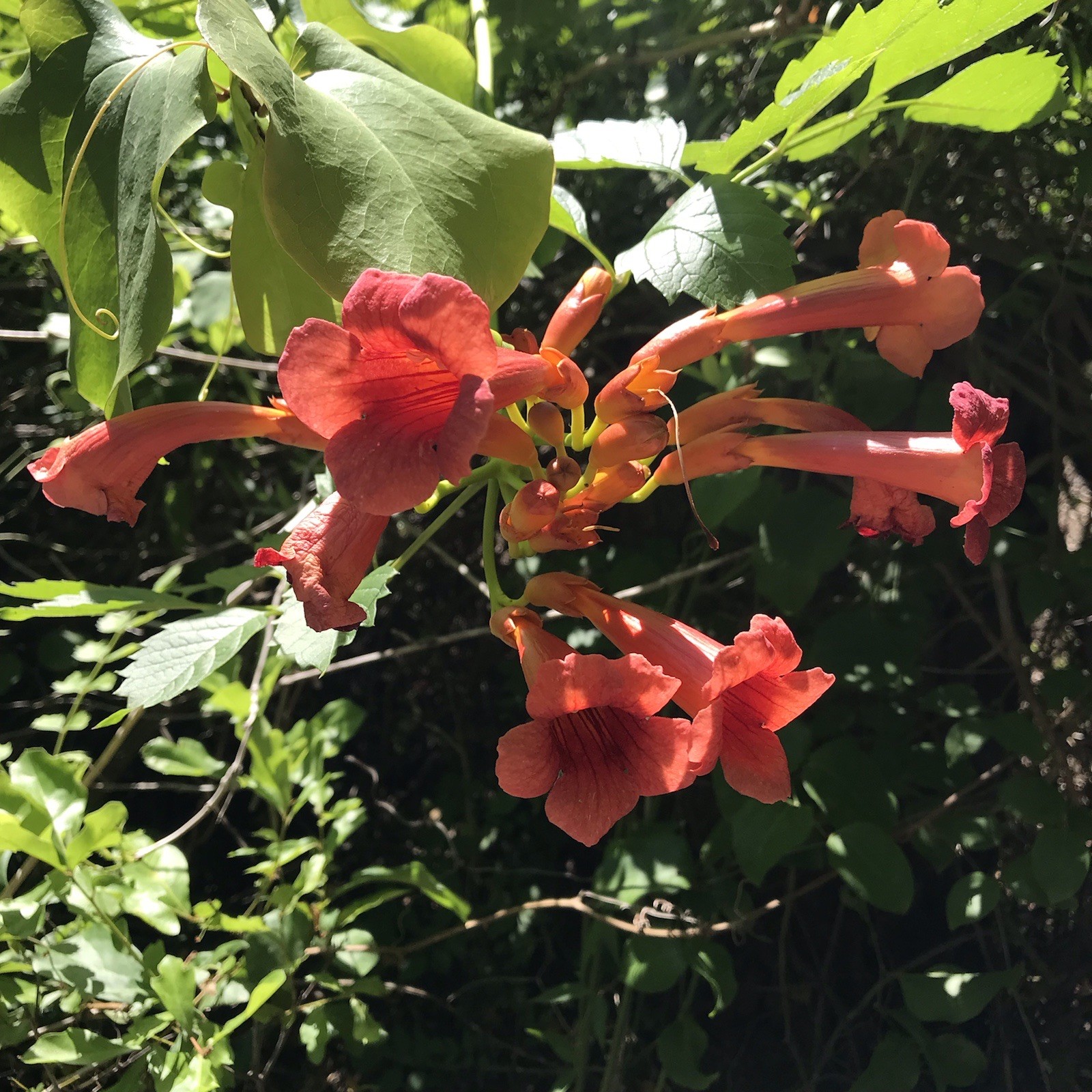 9 Reddish Orange Hummingbird Trumpet Vine Starter Plants 6-12 Inches