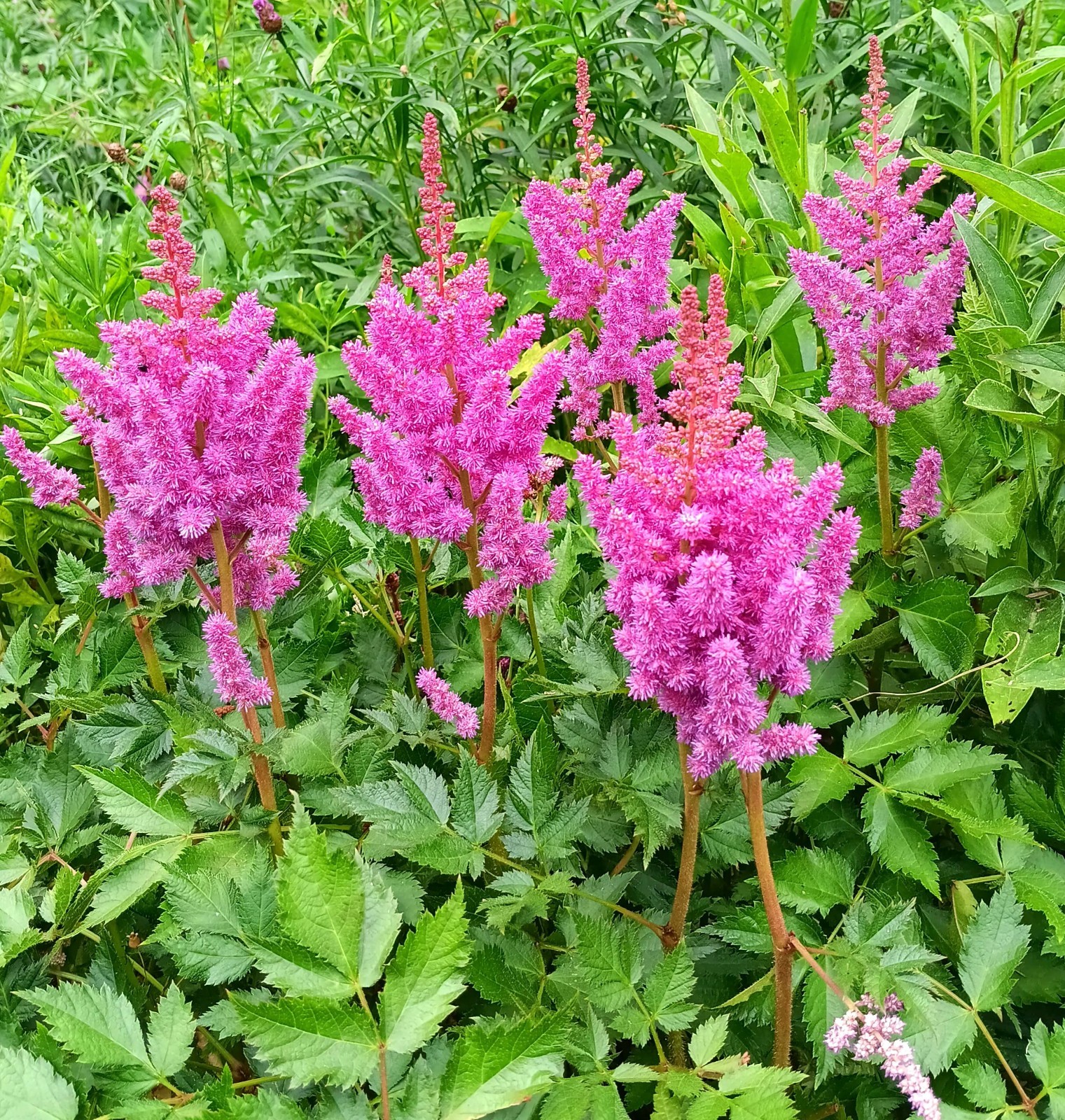 Two short Dark Pink astilbe mature divisions