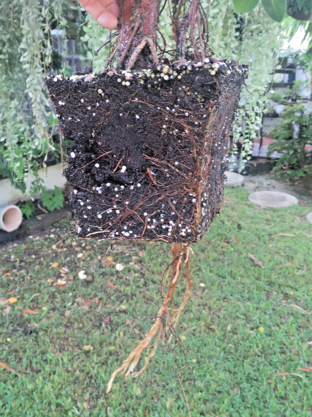 Ficus microcarpa Live Green Island Fig Tree Indoor, areal roots, Tropical Bonsai