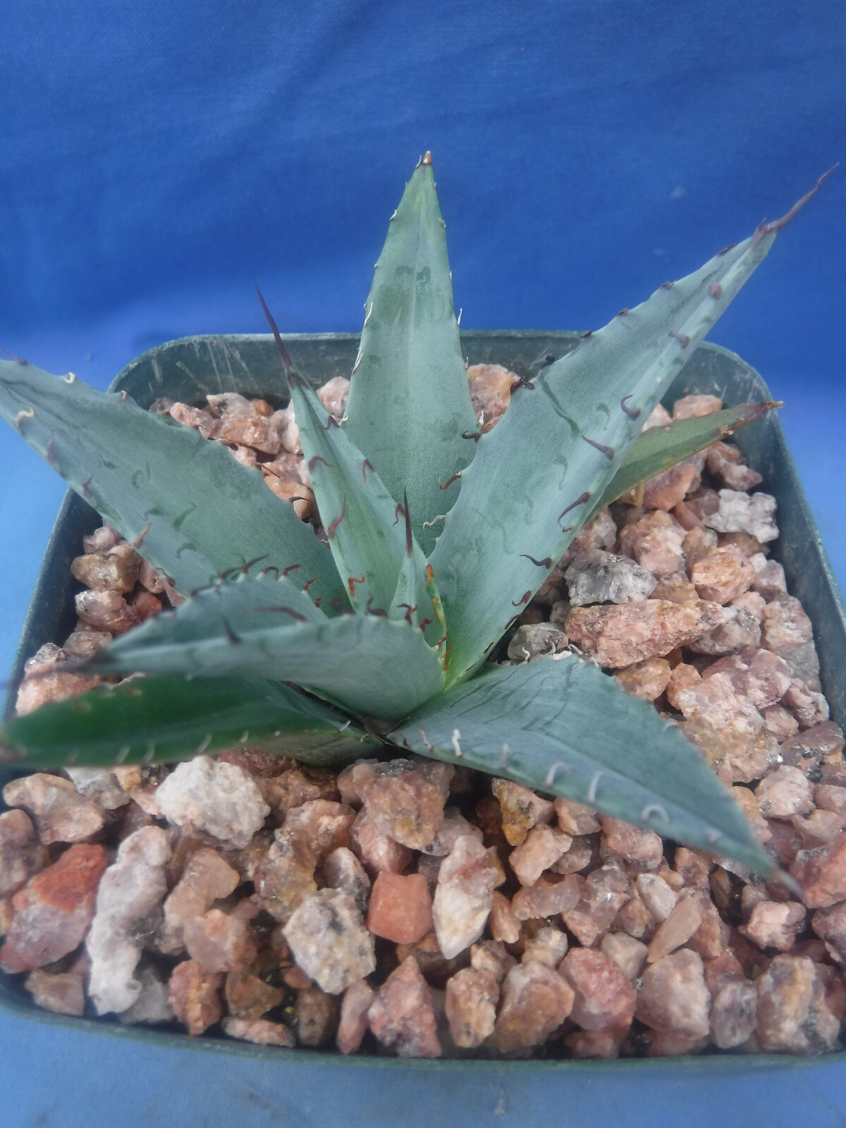 Agave ovatifolia x victoriae-reginae “Sho-Time” Starter Plant HYBRID 2.5″-3.5″