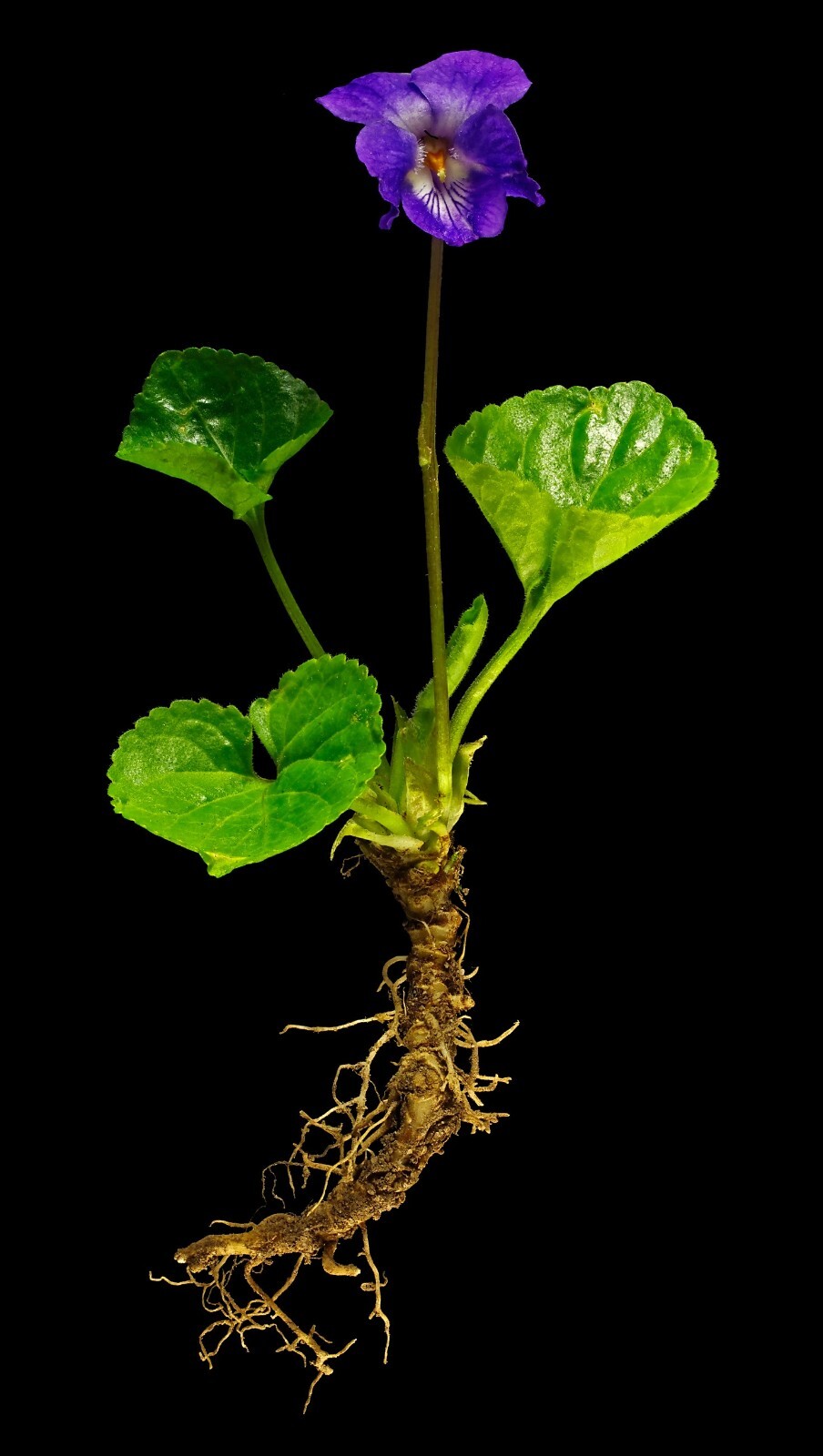 10 Rhizomes (Bulbs) of Viola Sororia (Blue Violet,Wood Violet,Hooded Violet)