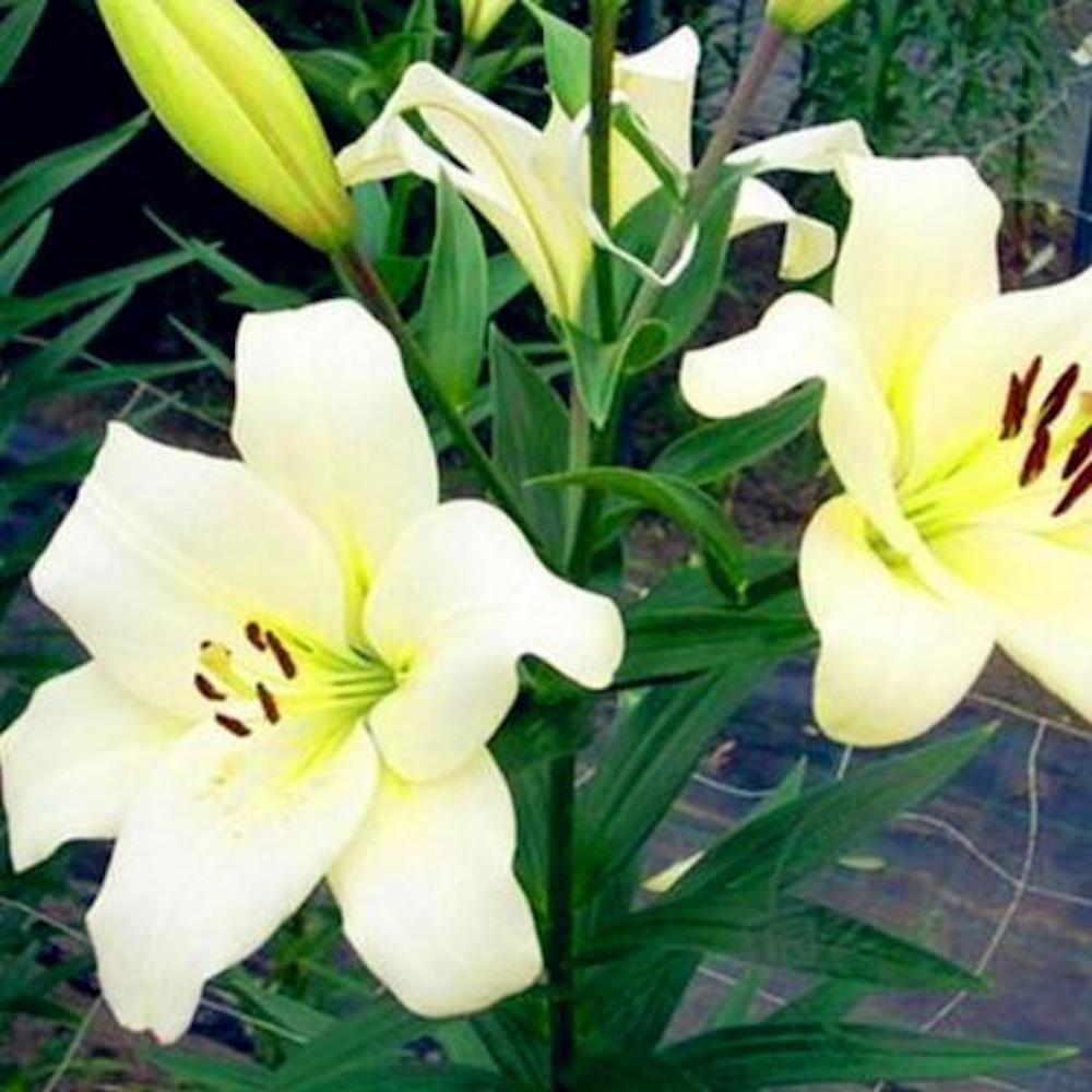 25pc LILY SEEDS Garden Plant Flower rare bloom exotic USA seller B FREE shipping