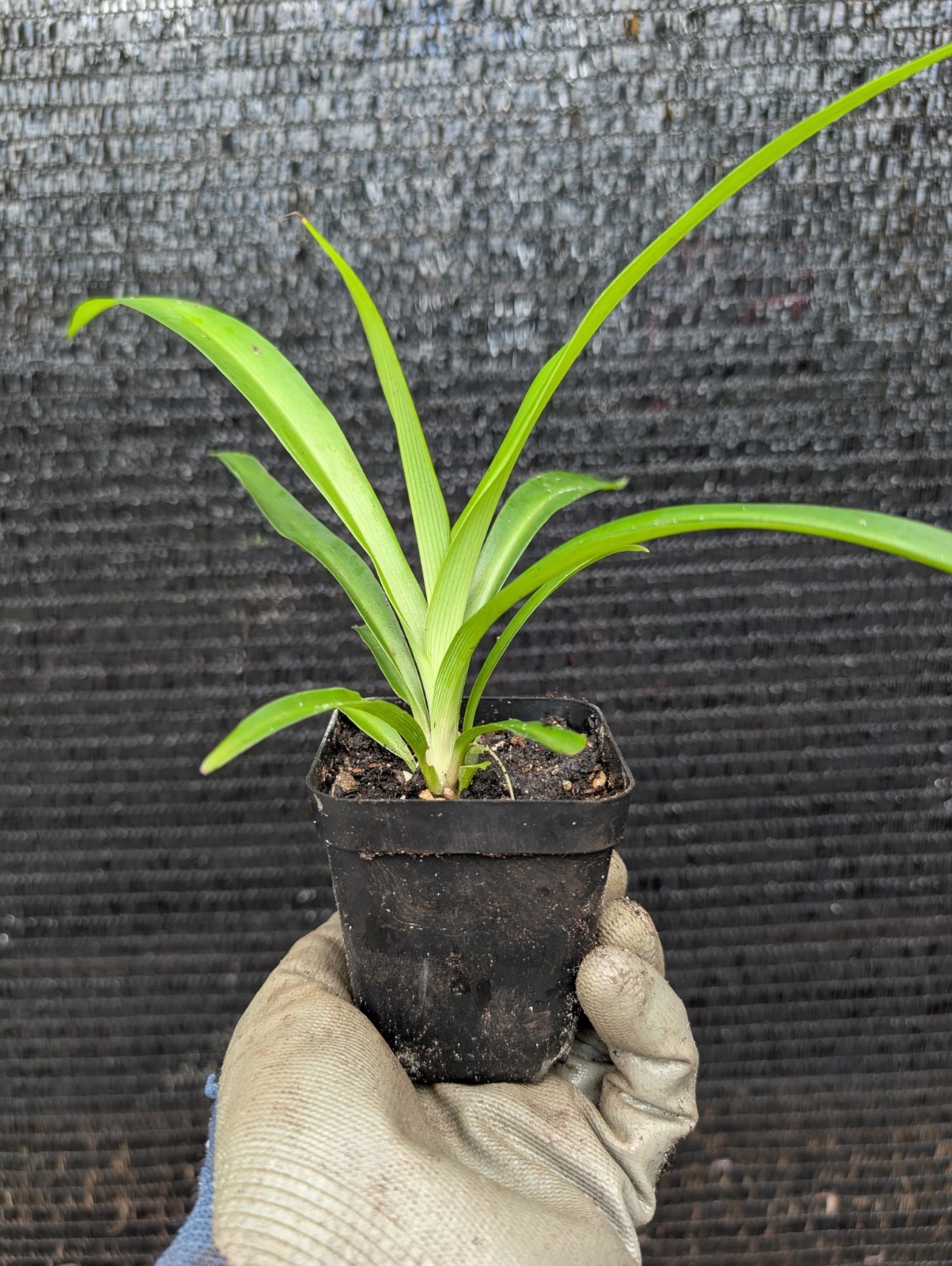 BULK 30 Rooted Shamrock Spider Plants Chlorophytum comosum Solid Green Live