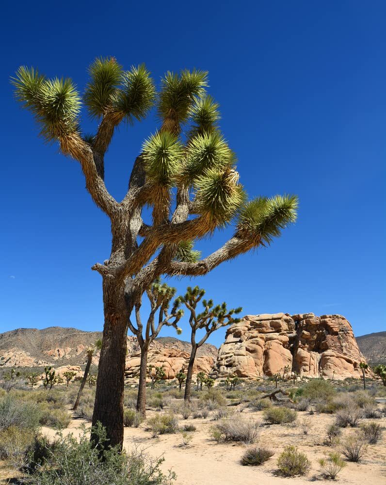 Yucca Palm Tree Seeds for Planting (10 Seeds) – Highly Prized Joshua Tree – Yucc