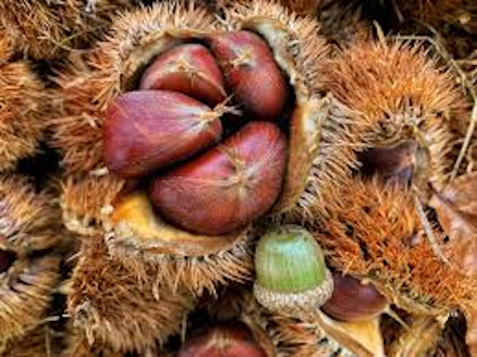 5 Dunstan Chestnut Tree 12-24″ Tall Hybrid Tree Bare Root
