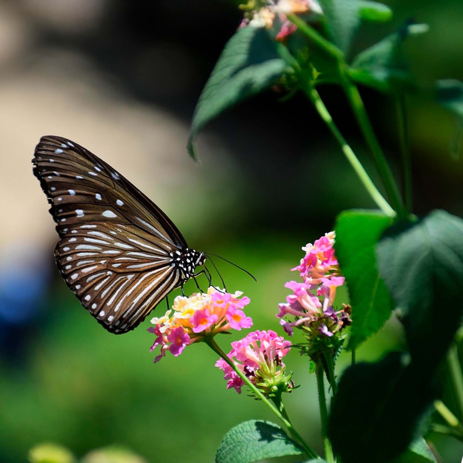 Confetti Lantana in 2.5” Nursery Cubes (Lantana camara ‘Confetti’) | Live Plants