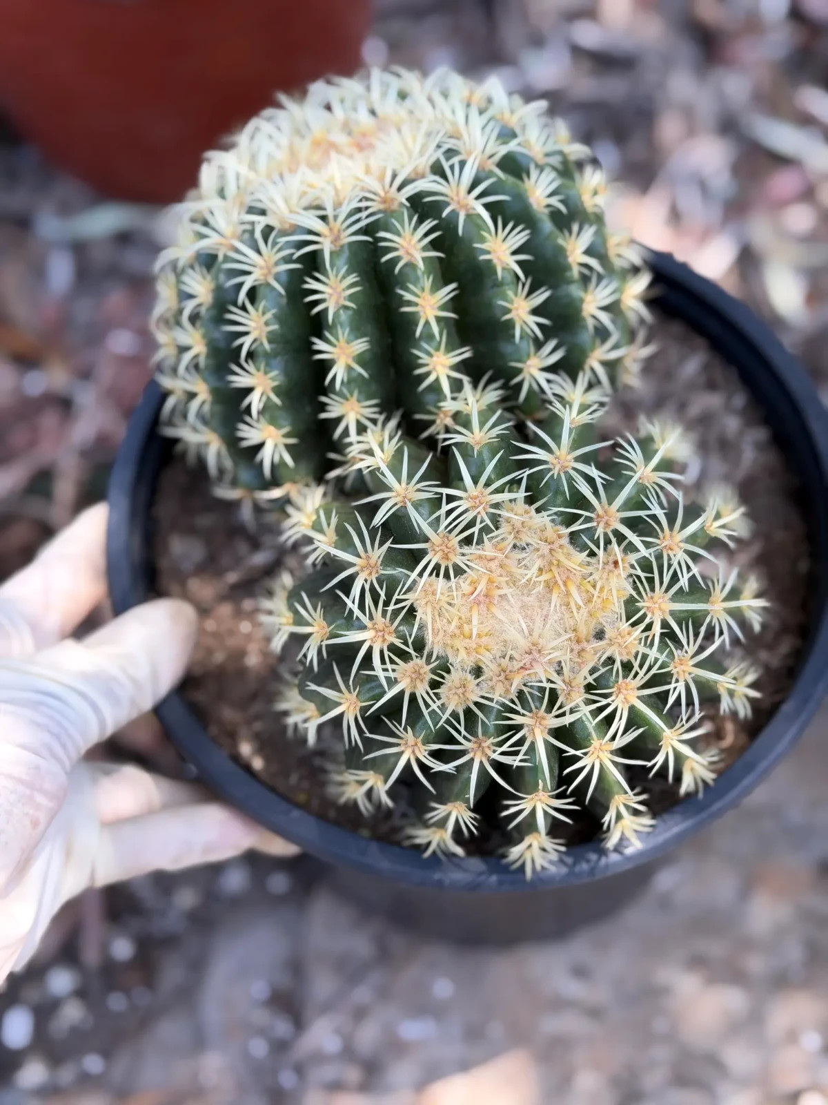 Echinocactus Grusonii Short Spine Double Head Rare Golden Barrel Cactus