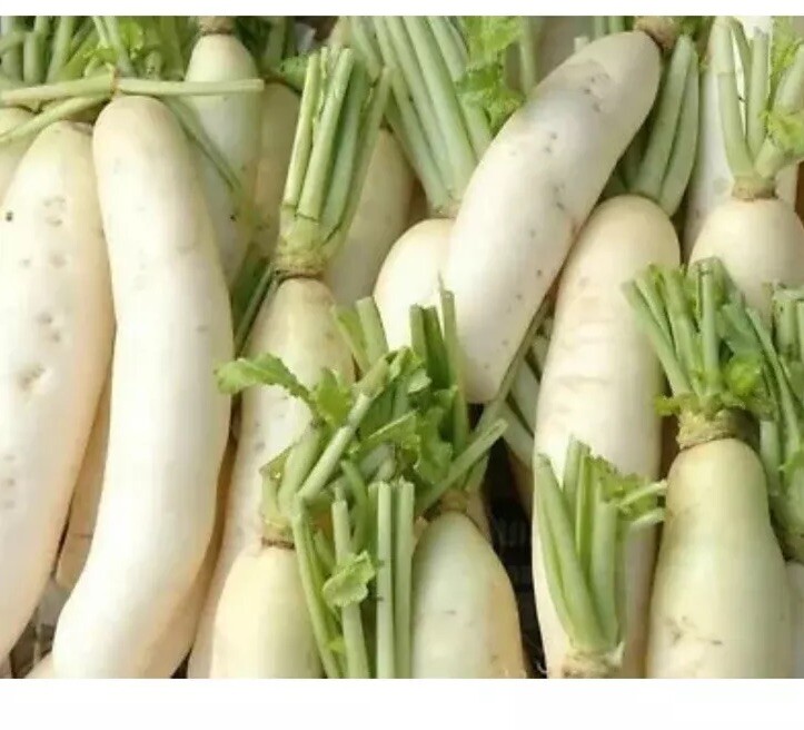 Daikon Radish Seeds 2000+ Japanese Minowase Vegetable NON-GMO USA FREE SHIPPING