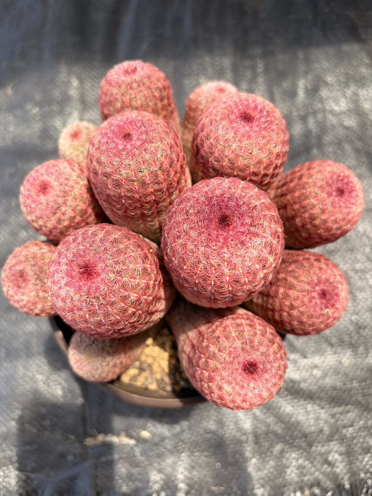 Rare Rainbow Cactus Cluster