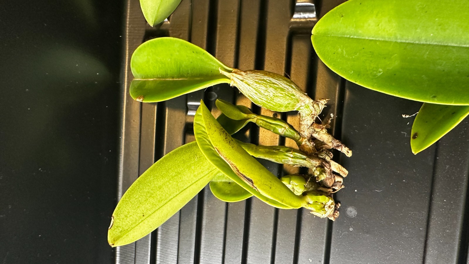 Cattleya walkeriana var. coerulea ‘Edward’ SM/JOS [Bareroot]
