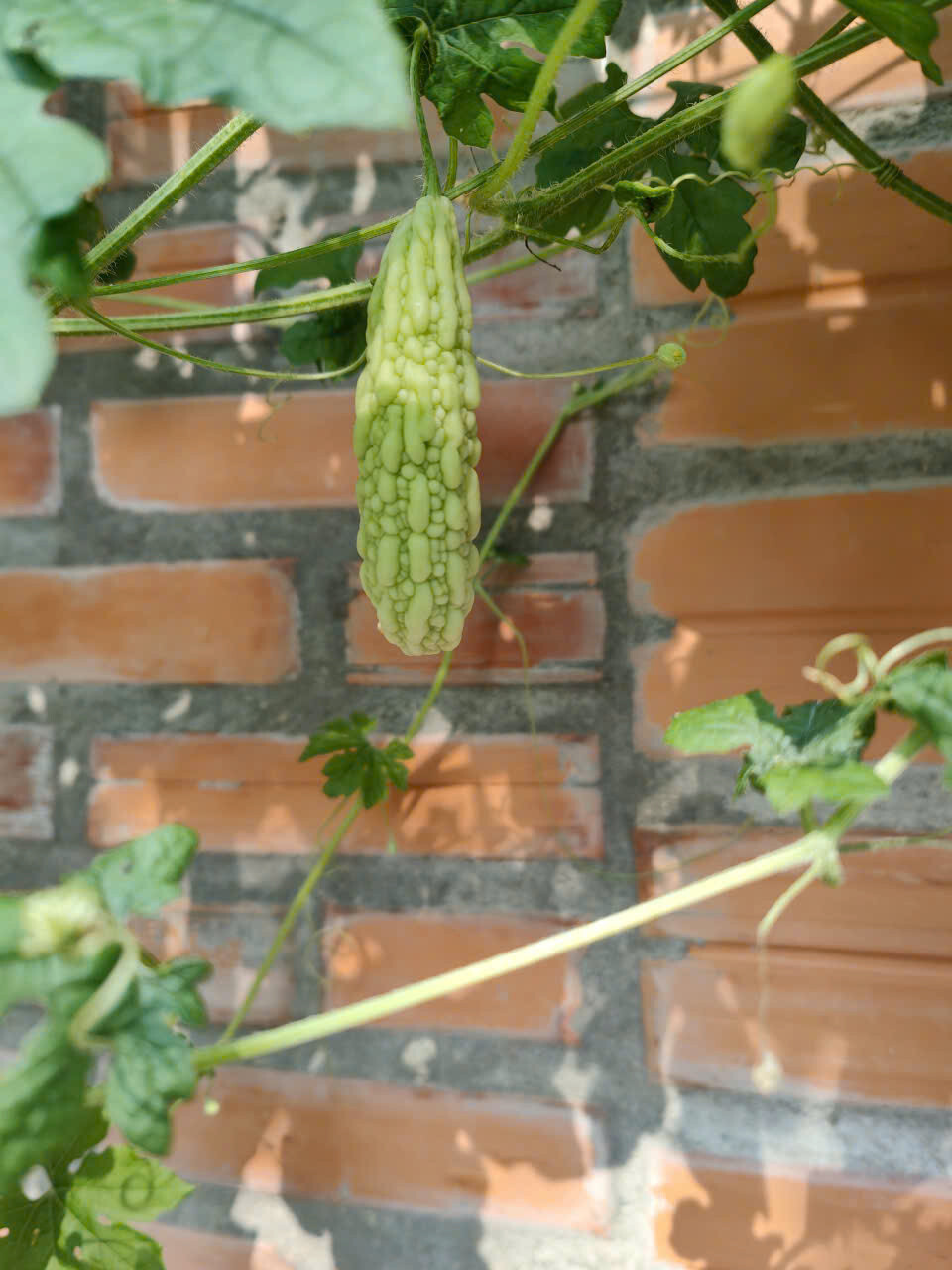 White Skin Bitter Gourd seeds, Heirloom, Asian Vegetable by Mai’s Family