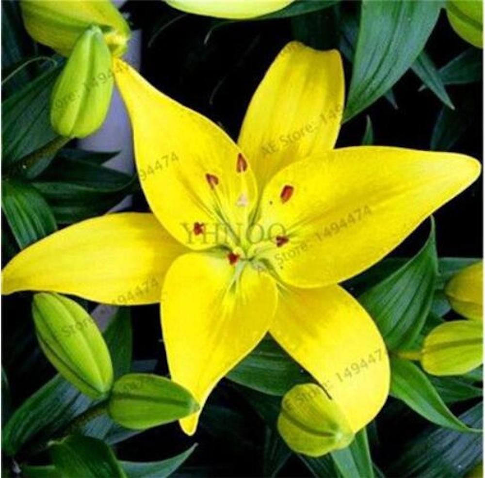 25pc LILY SEEDS Garden Plant Flower rare bloom exotic USA seller FREE shipping