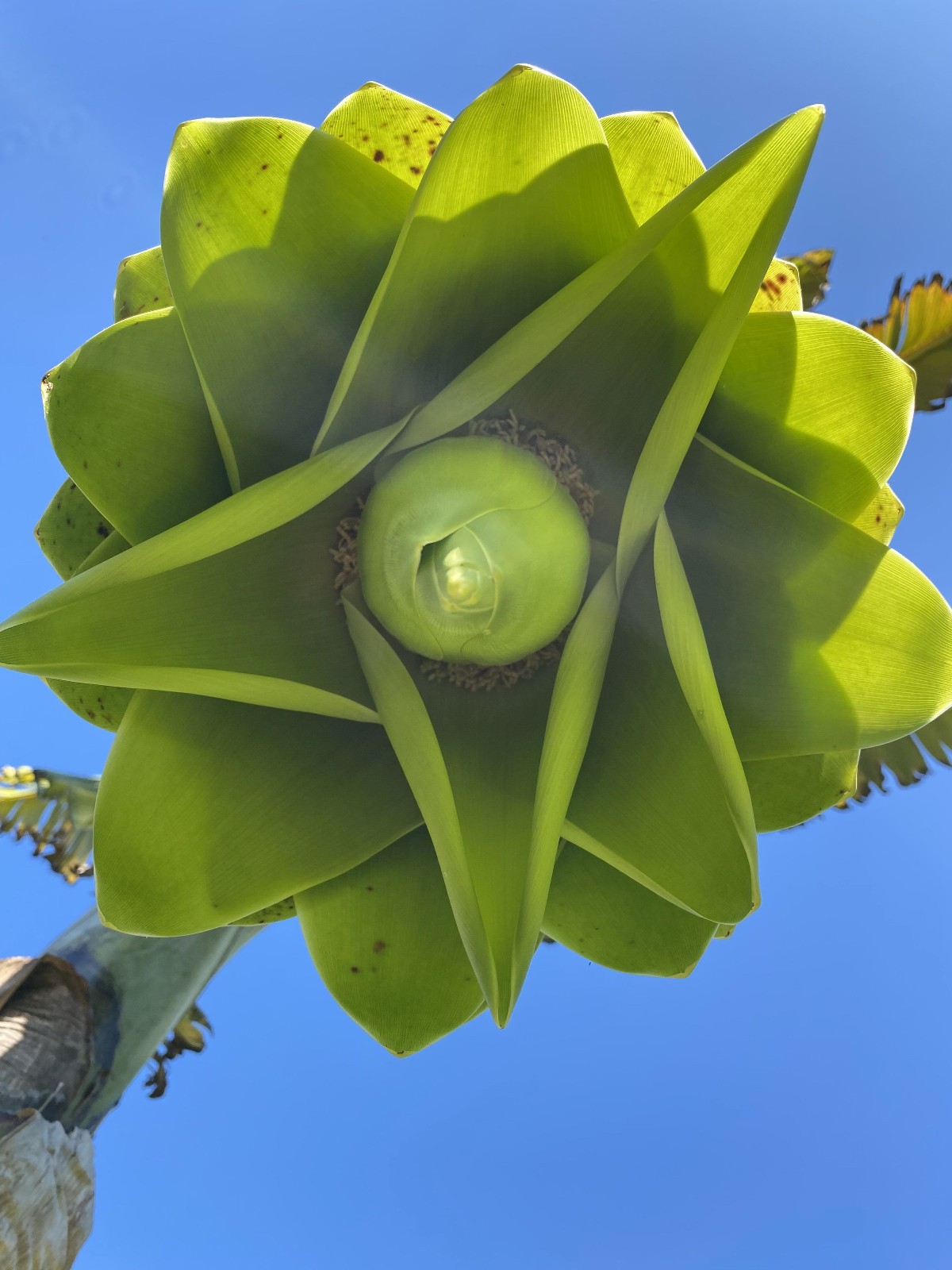 Ensete glaucum – Snow Banana Seeds!