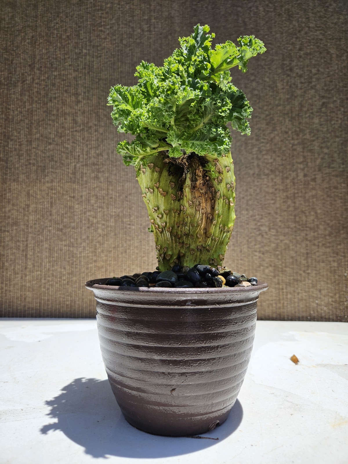 Old Blue Ridge Kale (Brassica oleracea var ) Bonsai Tree,,, SALE