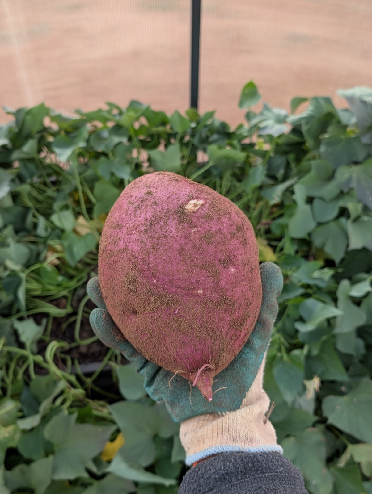 Japanese Sweet Potato Slips Rooted From Soil Reddish-pink Skin Yellow Flesh