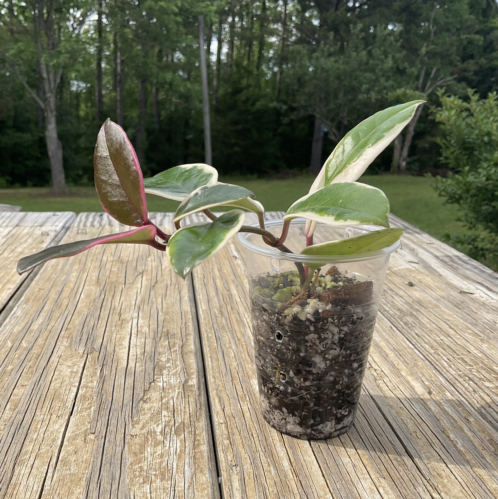 Hoya Flamingo Dream Plant In 3” Pot
