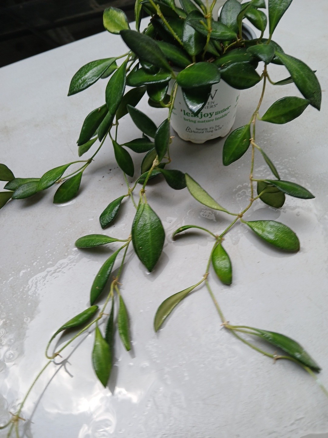 #124- HOYA BURTONIAE VARIEGATED LIVE PLANTS, FULL POT PLANTS,