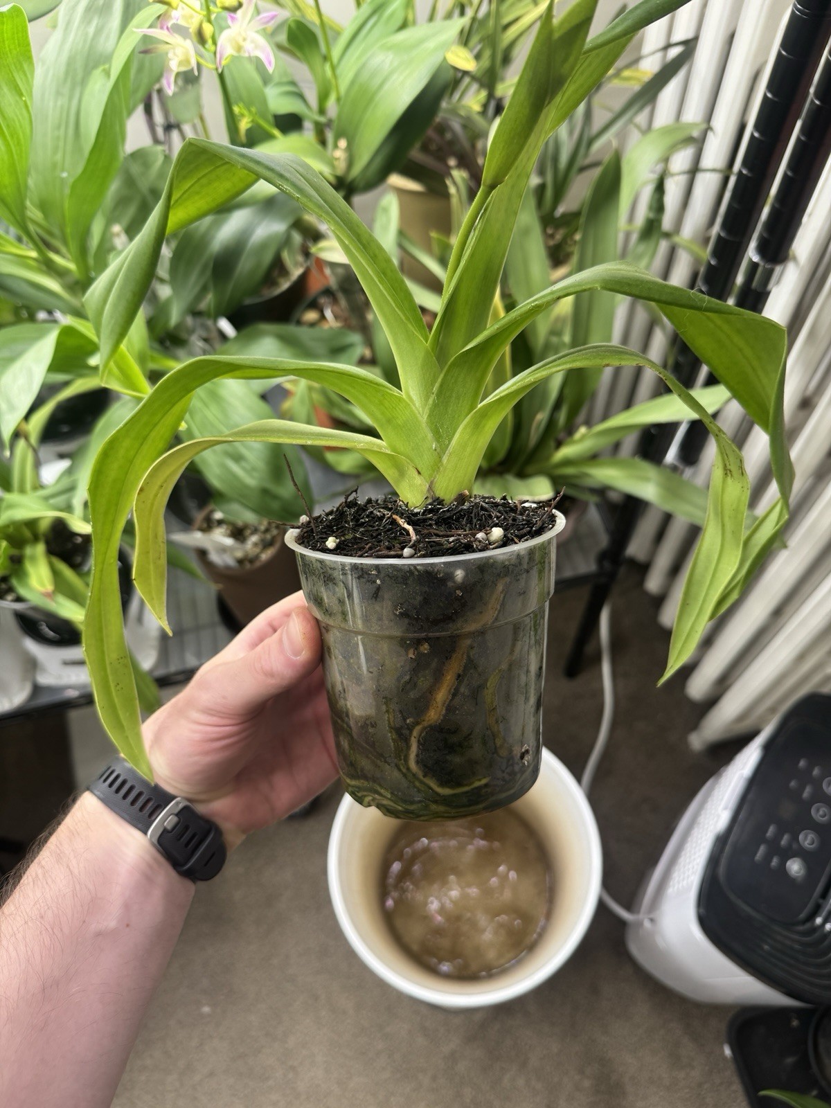 Phragmipedium Kelly Nash In Spike Slipper Orchid