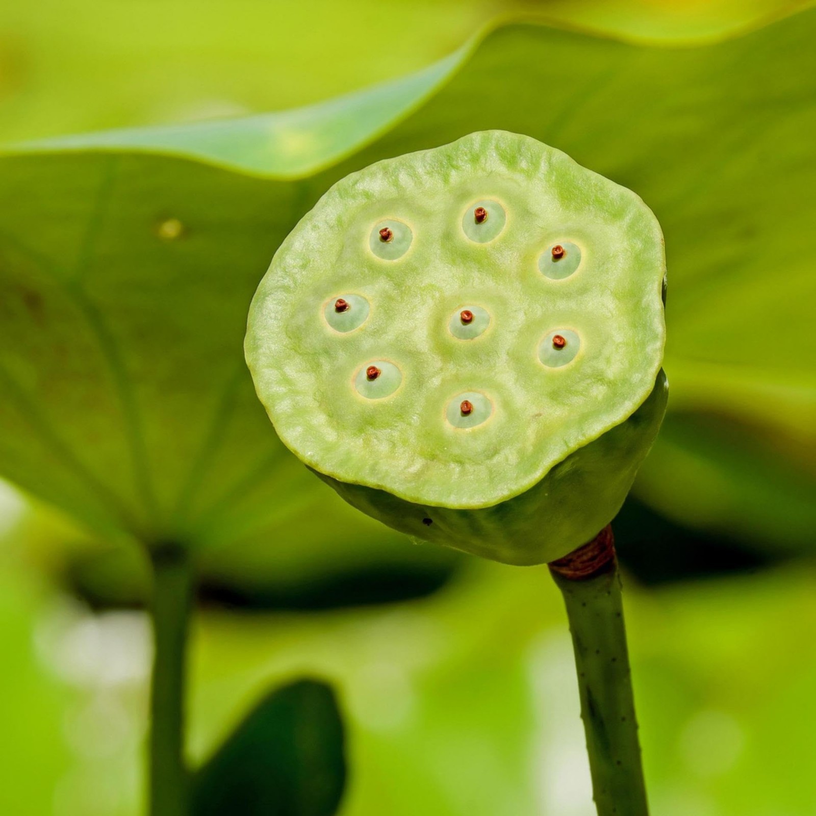 160+ Mixed Lotus Seeds for Planting – Non-GMO Aquatic Water Lilies for Ponds & G
