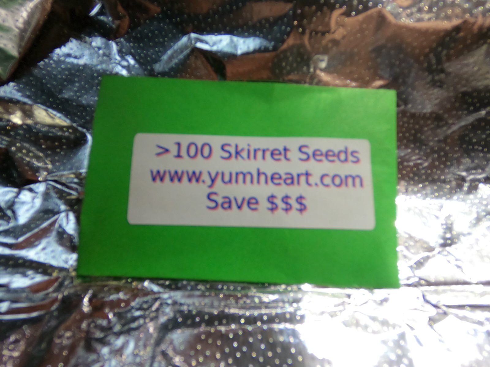 100+ Organic Skirret Seeds (Sium sisarum) – Rare Heirloom Root Vegetable – Sweet