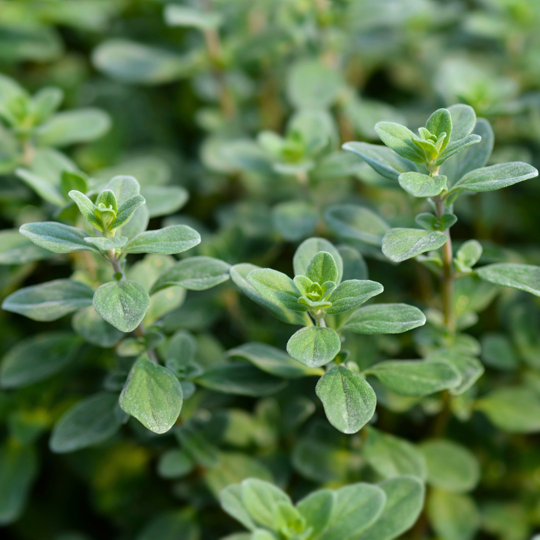Fresh Sweet Marjoram Seeds | Cooking | Gardening | Heirloom Non-GMO | Herb Seeds