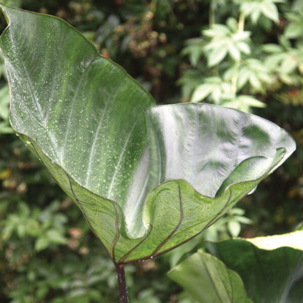 Colocasia – Tea Cup Elephant Ear – 1 Gallon Size Currently 2 to 3 FEET Tall
