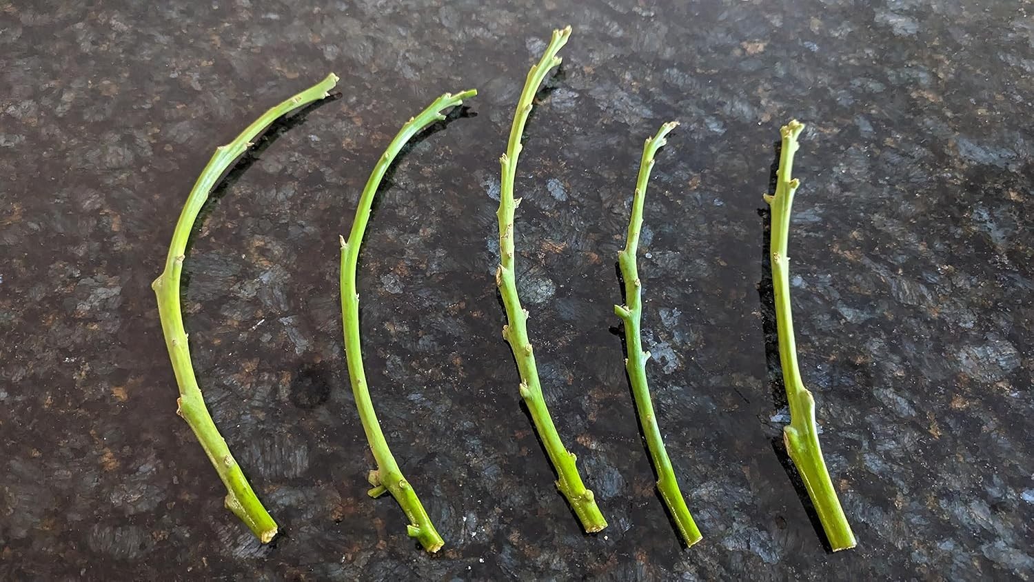 5 HASS Avocado Cuttings Scions from Productive Tree in Fallbrook for Grafting
