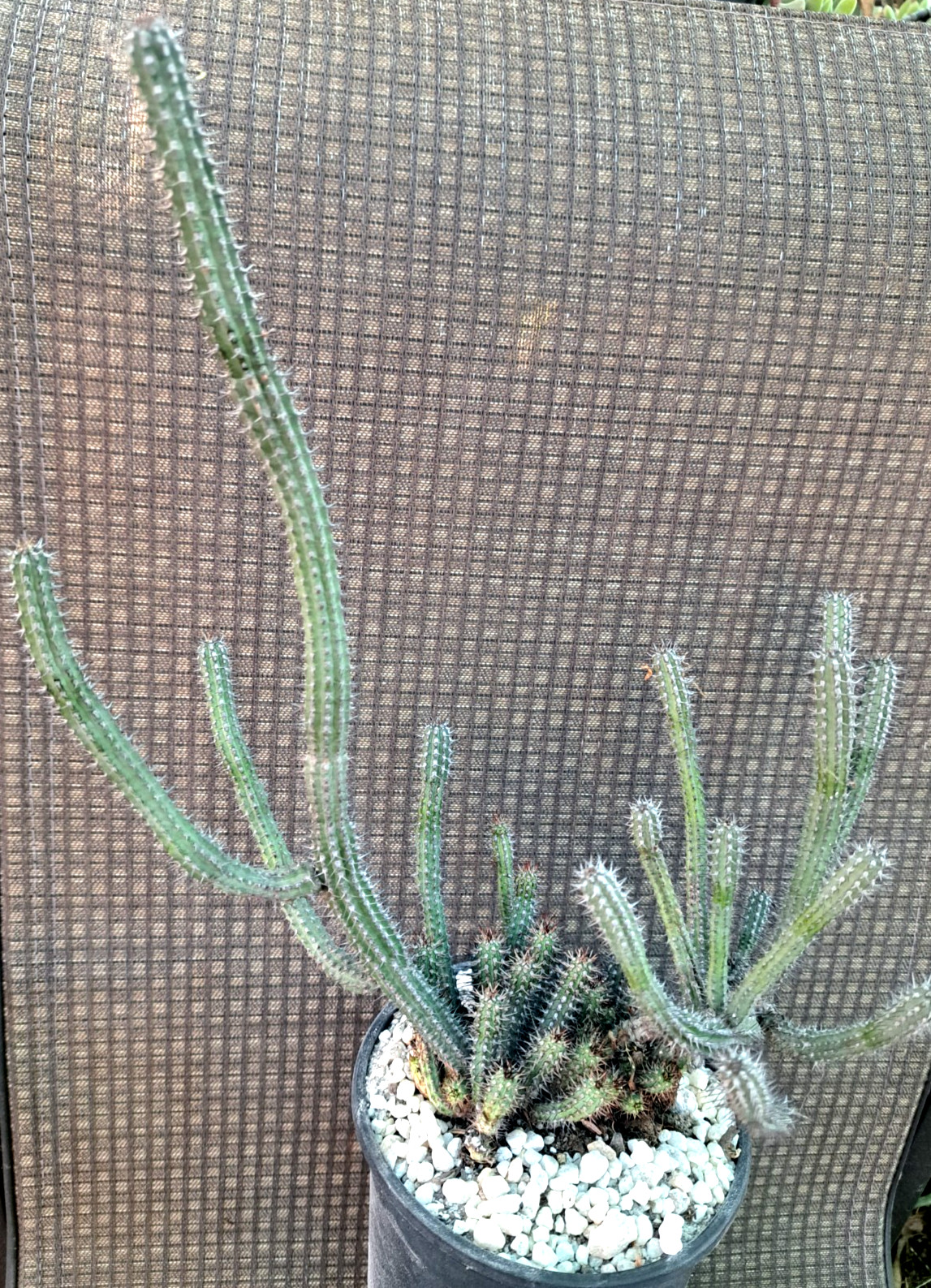 Euphorbia Baioensis Specimen Clump Plant 14H Large Cactus Succulent