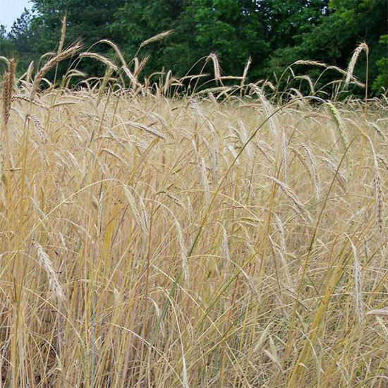 WREN’S ABRUZZI WINTER RYE GRAIN SEED – 50 Lbs.