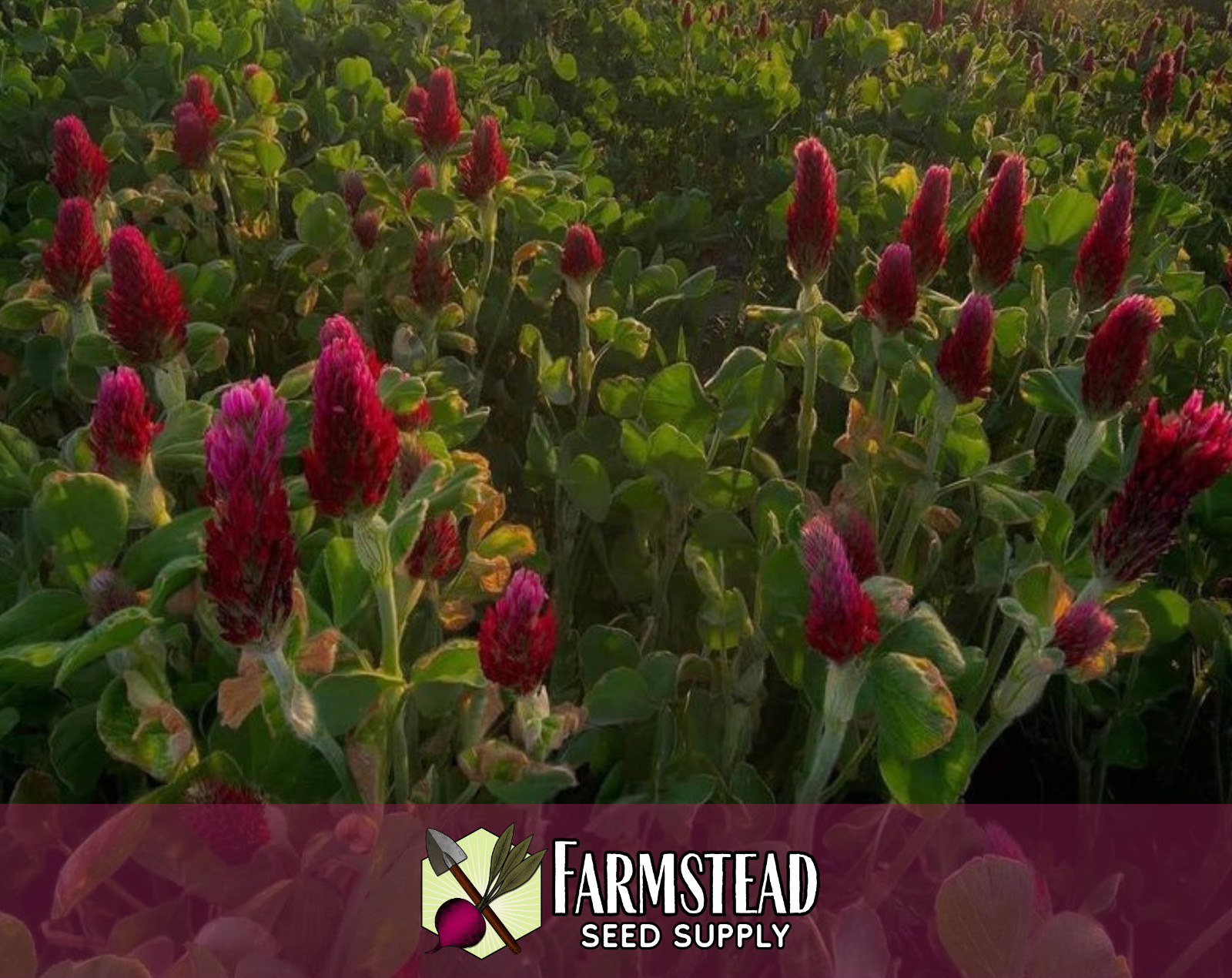 1950+ Crimson Clover Seeds | Butterfly & Bee Pollinator Plant Gardening Seed
