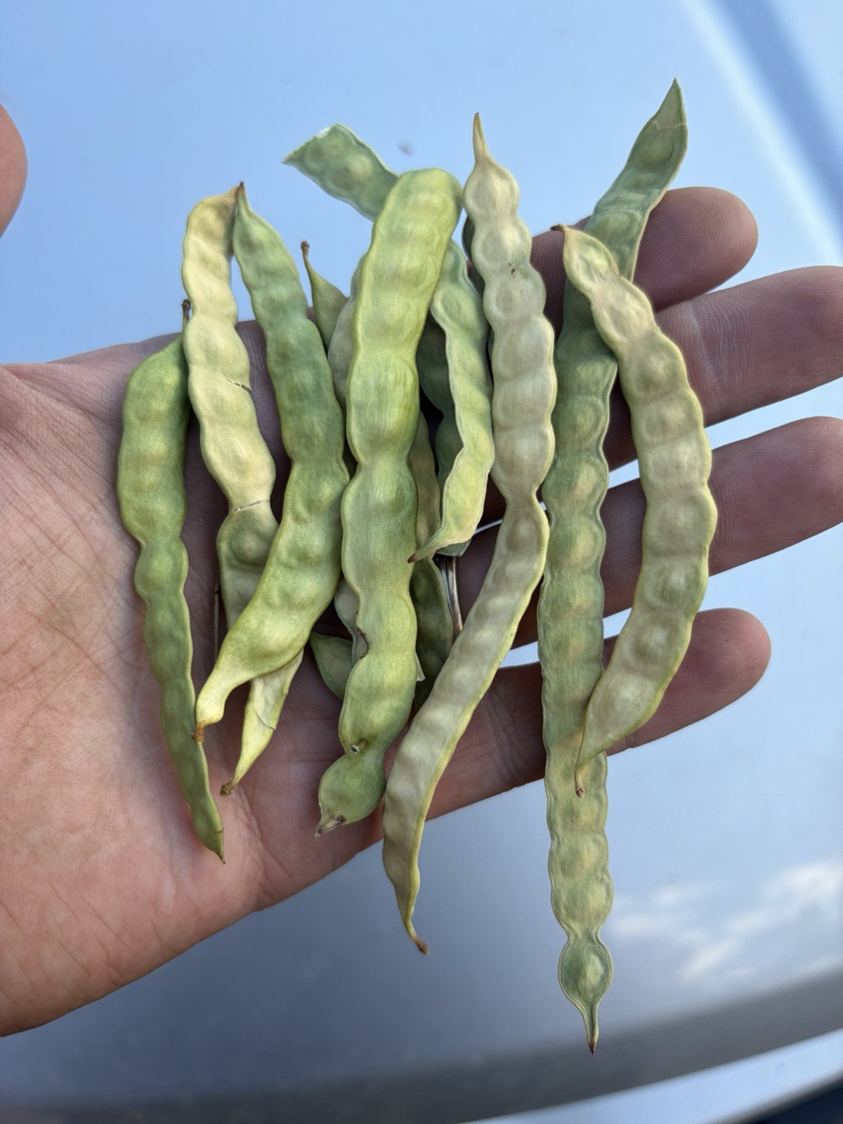 15 Velvet Mesquite Seed Pods Drought tolerant Legume
