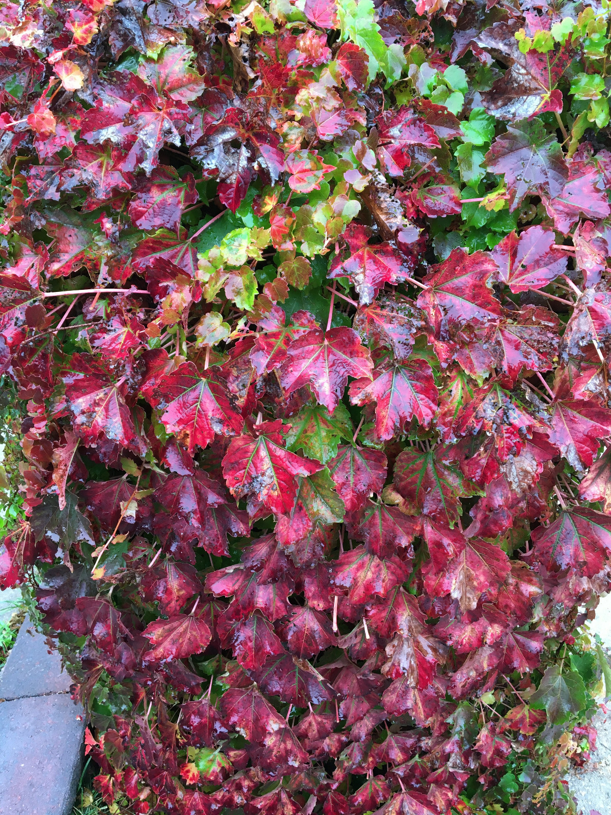 Classic Boston Ivy (Parthenocissus tricuspidata), 30 seeds – free shipping