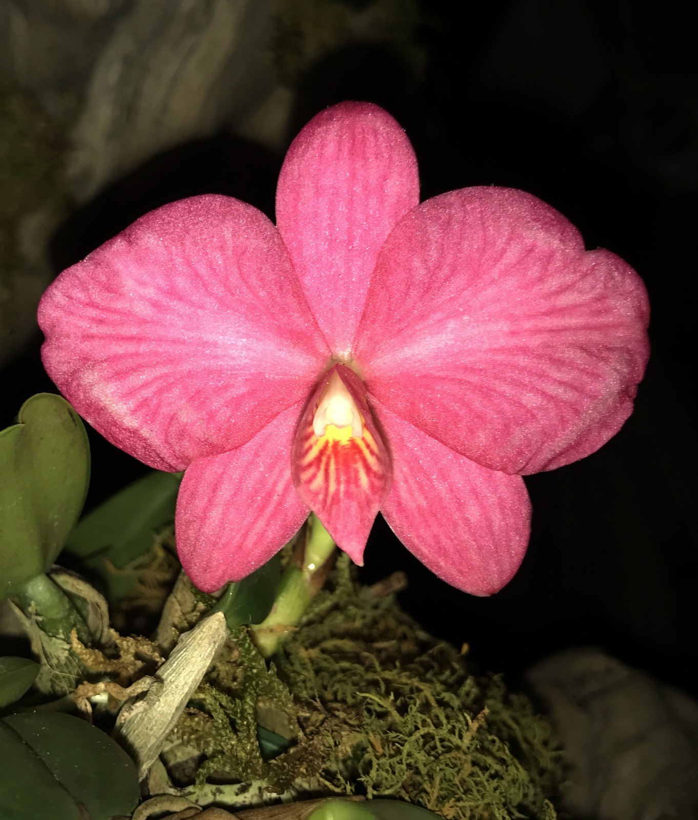 BRAZIL MINIATURE CATTLEYA ORCHID SPECIES wittingiana BS Japan breeding
