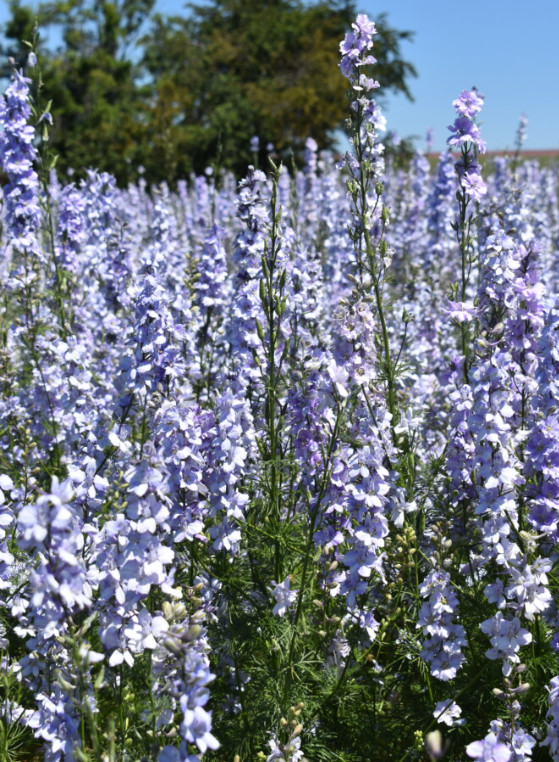 Rocket Larkspur Delphinium NIGHT SKY MIX Blues Pollinators Non-GMO 500 Seeds!