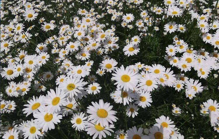 500+Alaska Shasta Daisy Seeds Hardy Perennial Garden Flowers USA